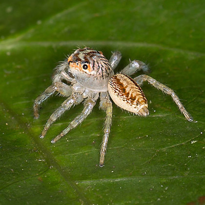 Jumping Spider (Cytaea plumbeiventris) (Cytaea plumbeiventris)